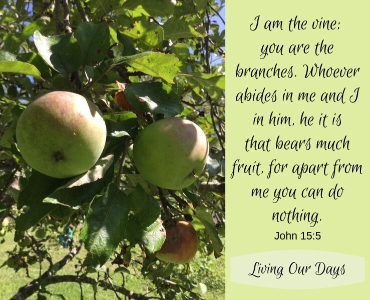As our roots go deep into disciplines of worship, study, obedience, and hope, we begin to see that we are being held in relationship with Christ, and this is where true virtue lives.