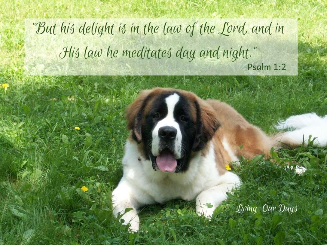 "But his delight is in the law of the Lord, and in His law he meditates day and night." Psalm 1:2
