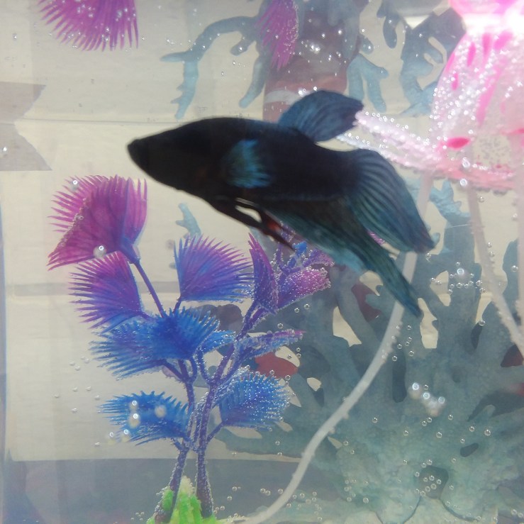 IMG_20200203_072757_615