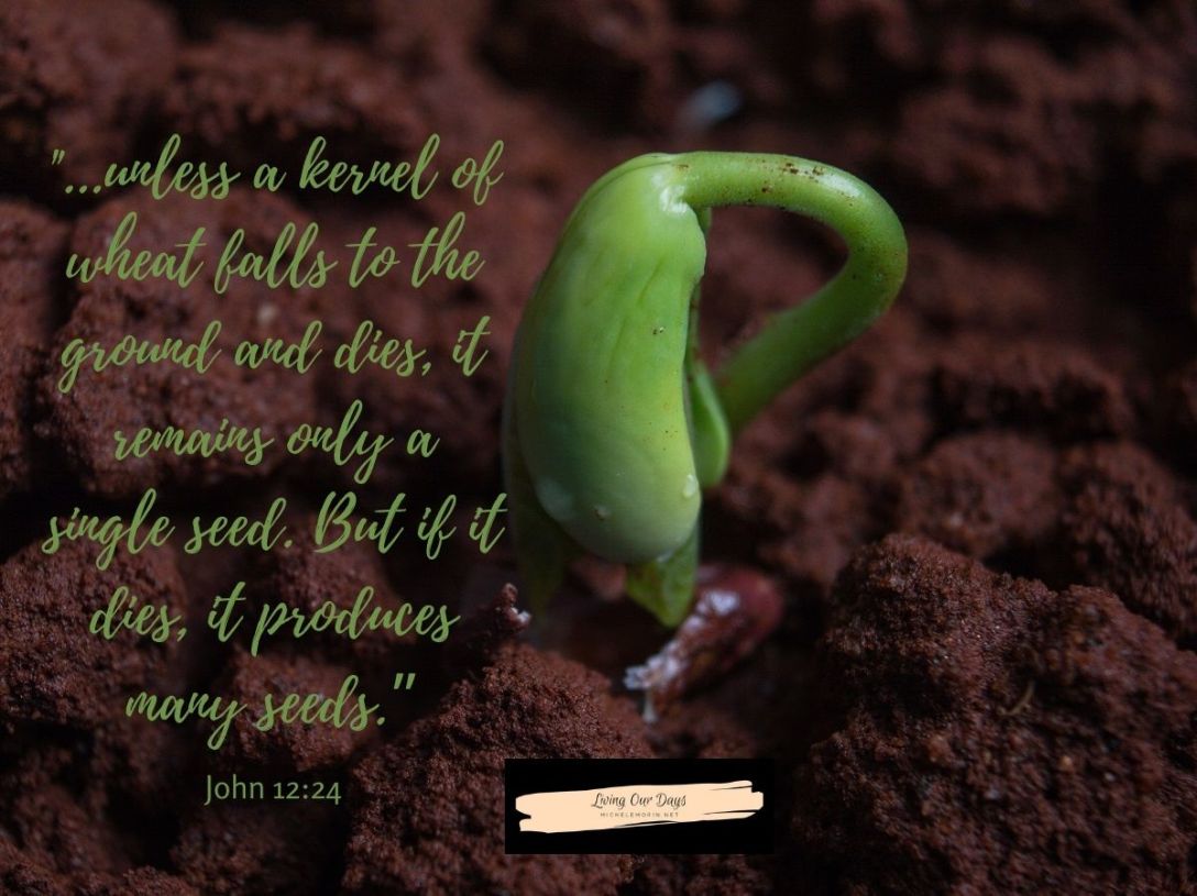 Nurturing Dreams of Green with my Late Winter Seed Order