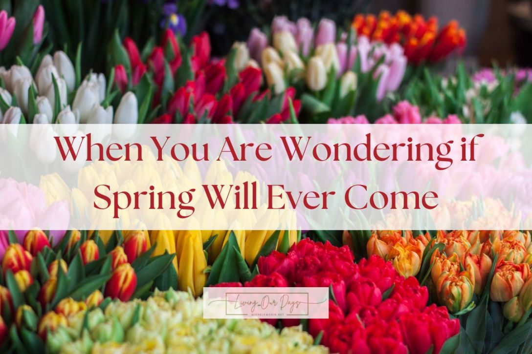 When You Are Wondering if Spring Will Ever Come