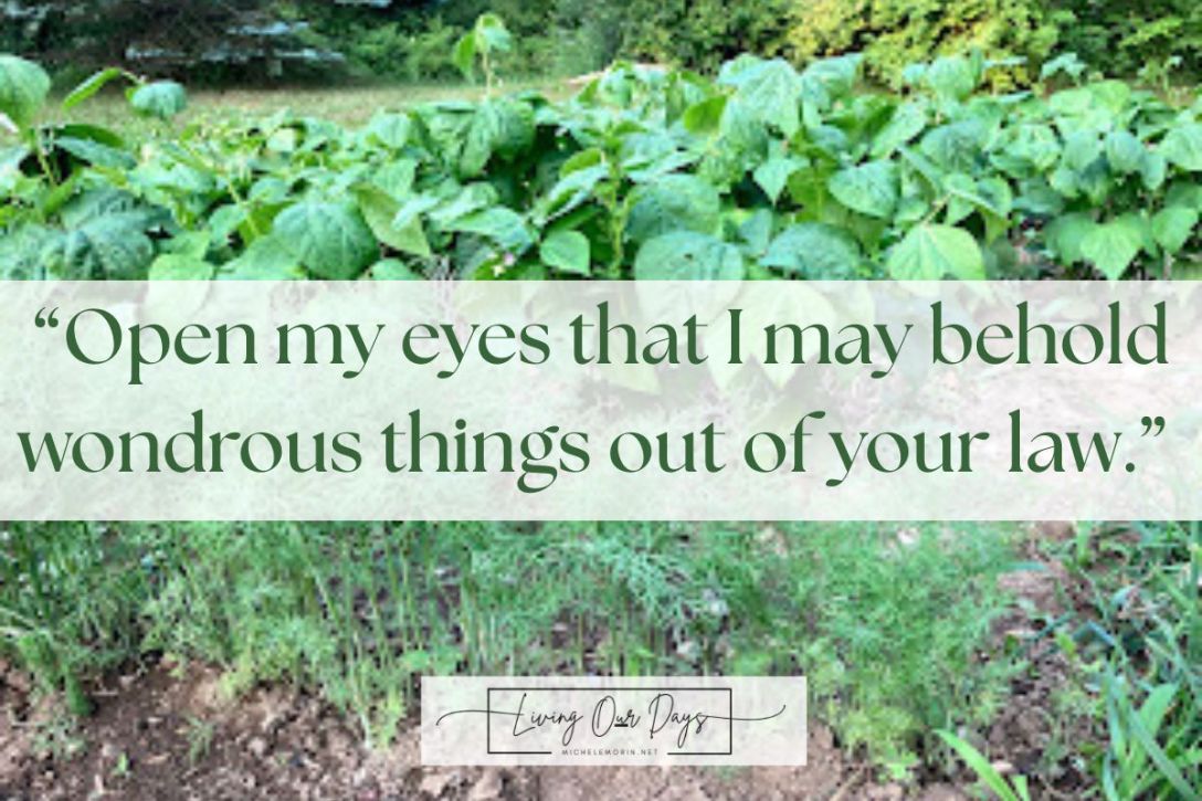 Diligence and Focus: Lessons from My Garden