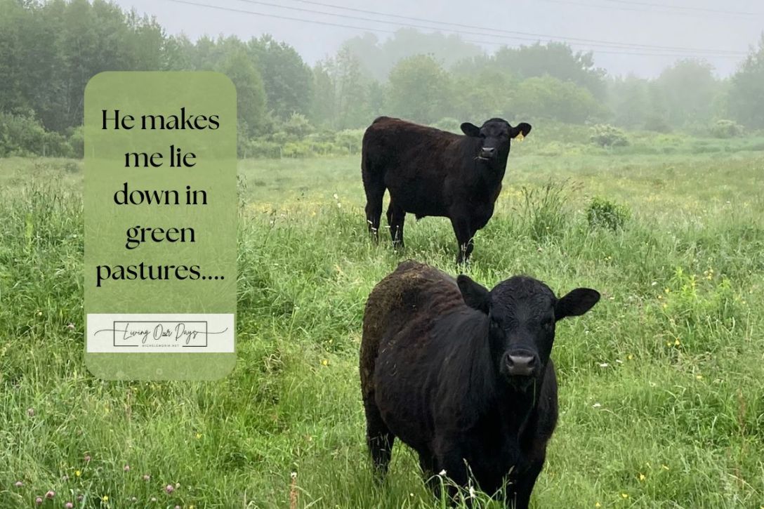 A Prayer for All the Sheep Living in Green Pastures