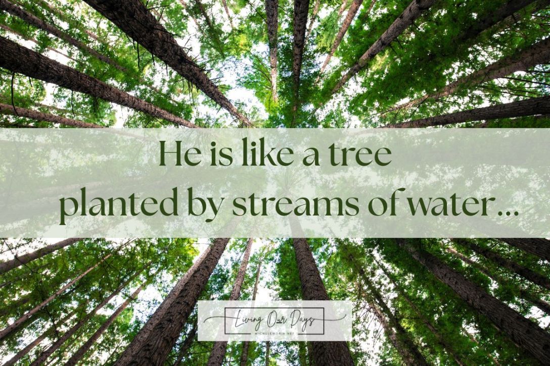 Planted and Present: A Game Plan for Growing Deep Roots